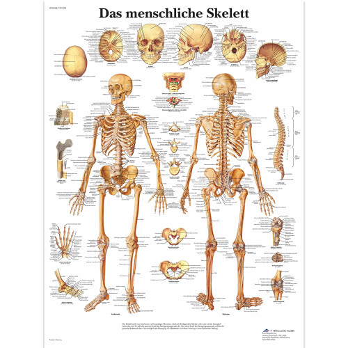 Laminated Educational Chart  The Human Skeleton Laminated Single