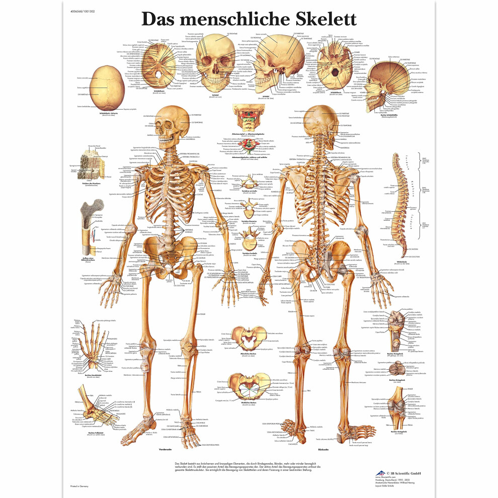 Laminated Educational Chart  The Human Skeleton Laminated Single