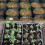 500 sacos biodegradáveis não tecidos para cultivo de plantas em viveiro, 2,7 x 3,5 polegadas 7