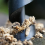 Draagbare handboor voor hout, handmatige boor, overlevingsbit van koolstofstaal 4