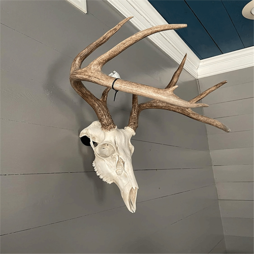 No Show Whitetail Deer Skull Mount Hanger - voor antilopen 1