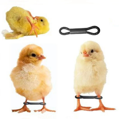 Attelle réglable pour pattes écartées de poulet 1
