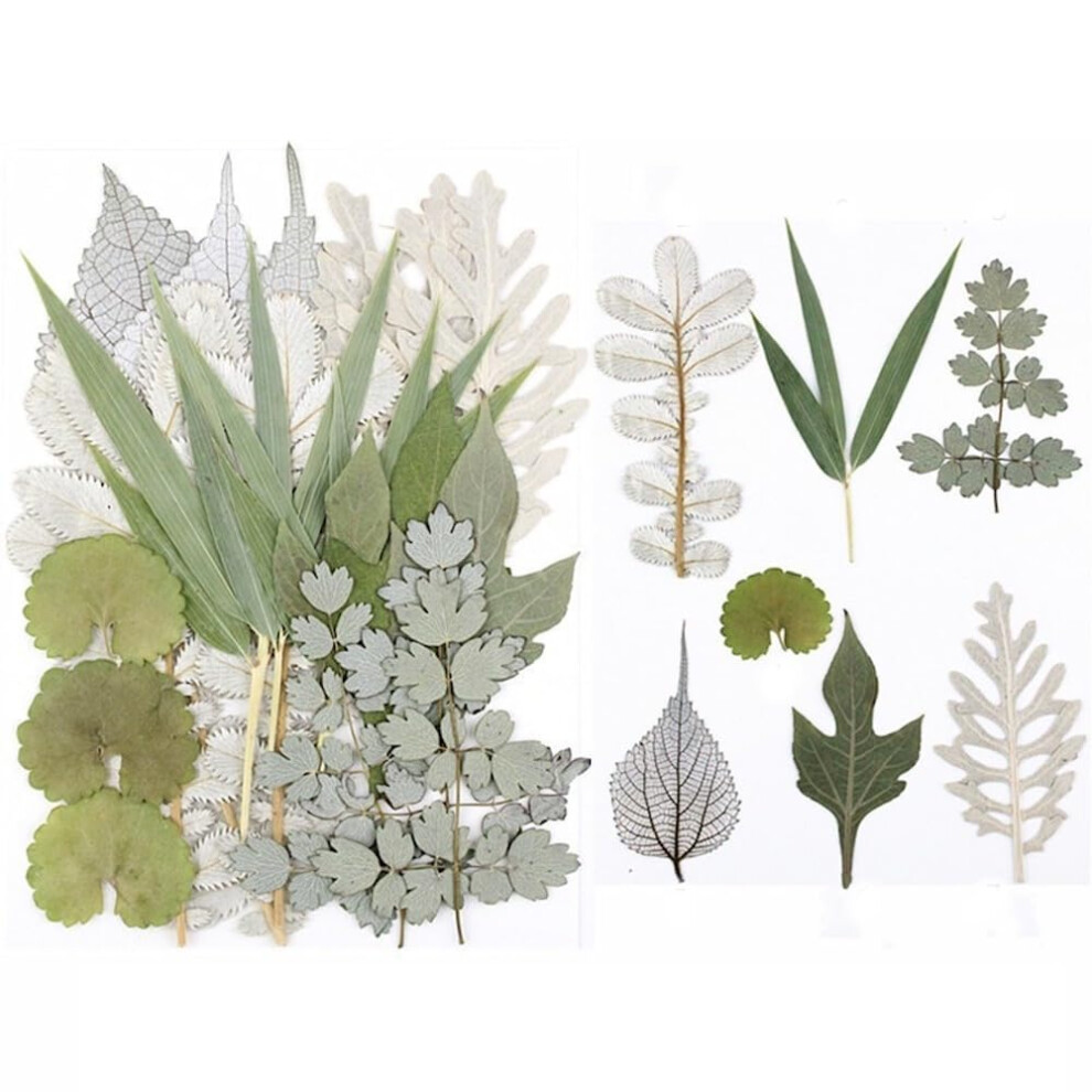 Pack of 42 Dried Pressed Leaves for Resin Crafts DIY Decoration, Colour H 2 Pcs-image-OPC-PJ2VGBV-NEW