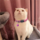 12 Pcs Reflective Cat Collars Quick Release Safety Buckle with Bell 7