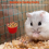 20Pcs Chickens Feeders for Cage, Plastic 3