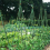 25 Pack Garden Stakes Metal Plastic Coated for ,Trees 40cm 6
