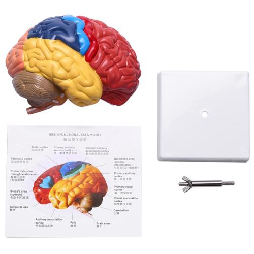 Modèle anatomique cérébral Anatomie 1:1 Moitié du cerveau Tronc cérébral 1