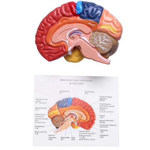 Modèle anatomique cérébral Anatomie 1:1 Moitié du cerveau Tronc cérébral 2