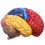 Modèle anatomique cérébral Anatomie 1:1 Moitié du cerveau Tronc cérébral 4