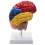 Modèle anatomique cérébral Anatomie 1:1 Moitié du cerveau Tronc cérébral 1