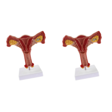 1:1 Human Female Uterus Ovary Fallopian Tubes Model Teaching Tools