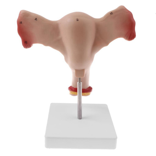 1:1 Human Female Uterus Ovary Fallopian Tubes Model Teaching Tools 2