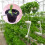 100 Pack 2.36 Inch Cups Slotted Mesh Wide Lip Filter Plant Net Pot 7