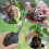 10Pcs Reusable High Pressure Ball Plant Rooting Growing Box S 6