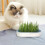 KatzengrasPflanzer 2pcs Twolayer cat grass planter with Ushaped window, bluegreen 2