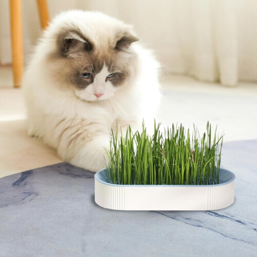 KatzengrasPflanzer 2pcs Twolayer cat grass planter with Ushaped window, bluegreen 1