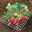 Efficient 10piece strawberry seedling tray set prevents rot with innovative drainage system (Pink) 2