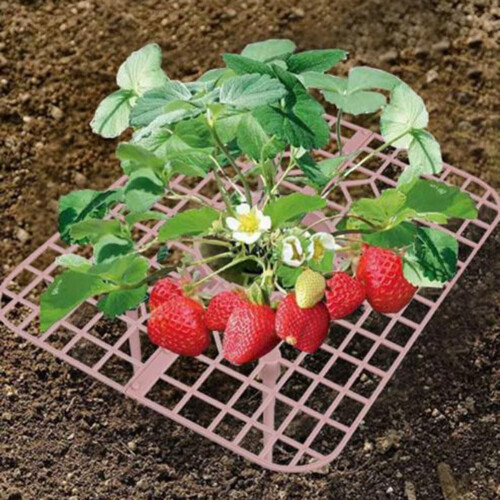 Efficient 10piece strawberry seedling tray set prevents rot with innovative drainage system (Pink) 1
