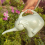 Regadera Elephant de 2 l con boca larga compatible con plantas de interior y exterior 3
