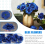 Silk Rose Flower Heads,50Pcs for Hat(Dark Blue) 5