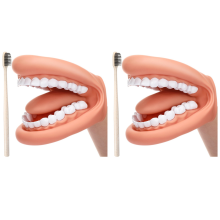 Marionetta con bocca, denti, lingua, bocca, marionetta, modello di bocca dentale