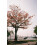 RETOCOLOR Maple 100 35mm Color Negative Film 27EXP ISO100 C41-processing DX-Coded Retro Color 5