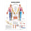 Anatomical Chart Dermatomes 1