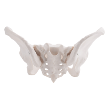 LebensgroßEs Weibliches Becken Modell, HüFt Modell - Anatomie Knochen Anatomisches