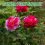 Peony stand, peony support cage, plant stand growing 5