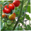 Peony stand, peony support cage, plant stand growing 6