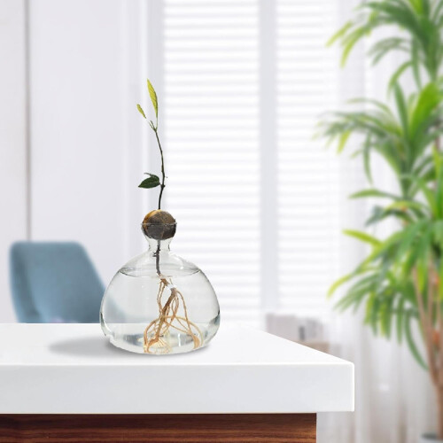 Avocado Tree Growing Kit, Avocado Seed Starter Vase, Hydroponic Vase 10x10x2.5cm 2