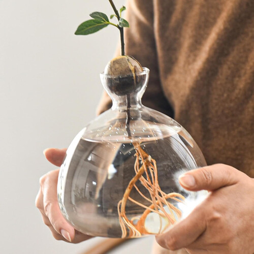 Avocado Tree Growing Kit, Avocado Seed Starter Vase, Hydroponic Vase 10x10x2.5cm 1