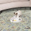 Pounce Cat Toy, Interactive Automatic Toy Adjustable Electronic Battery Operated Toy 4