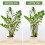 Interconnecting Semi-circular Peony Support Ring Cage 4