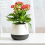 Vasos - Vaso autoirrigável de 3 polegadas para plantas e cactos 8