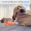 Jouet interactif en peluche pour chien Floppy Lobster 7