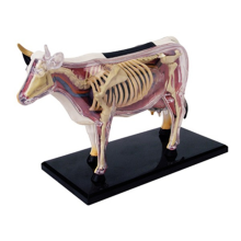 Modelo anatómico de órganos de animales 4D Vaca Inteligencia As