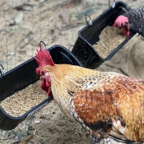 Πράσινη ταΐστρα πάπιας 2 τεμαχίων με κρεμαστή γούρνα 2