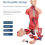 Torso de maniquí anatómico con 15 piezas removibles Ed 3
