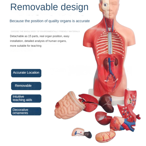 Torso de maniquí anatómico con 15 piezas removibles Ed 2