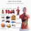 Torso de maniquí anatómico con 15 piezas removibles Ed 4