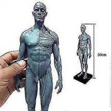 30 Cm High Human Anatomy Anatomical Skull Head Body Model Musculoskeletal Model 1 Piece Picture Color Shizhi Boutique