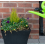 Watering Can with Sprinkler Nozzle and 10 Litre Capacity 4