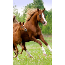 Horse and Foal Hand & Face towel 30 x 50 cm 100% COTTON