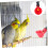Automatic poultry drinking cup for home 10 pieces 5