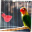 Automatic poultry drinking cup for home 10 pieces 3