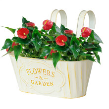 Balcony planter – Outdoor balcony railing planter Hanging indoor plant pots, metal window flower boxes for outdoor fence beige