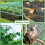 Pool Net for Garden, Balcony or Pond, Cherry Wood, 6x10m Ref: 4145 4