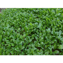 300 seeds Couve Nabiça Portuguese Rape Kale, Chou à faucher, Schnittkohl