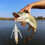 6,5 g lifelike crank baits, floating simulated ects, highfrequency swings 5